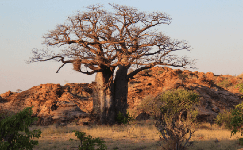 Baobab au parc national de Mapungubwe