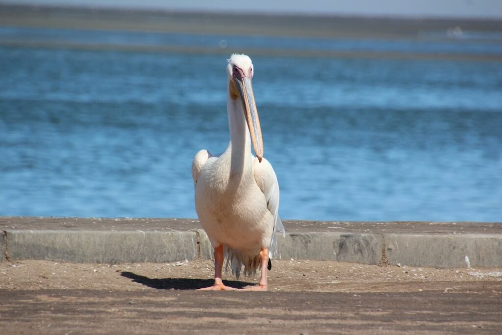 La lagune de Walvis Bay Flamants nains