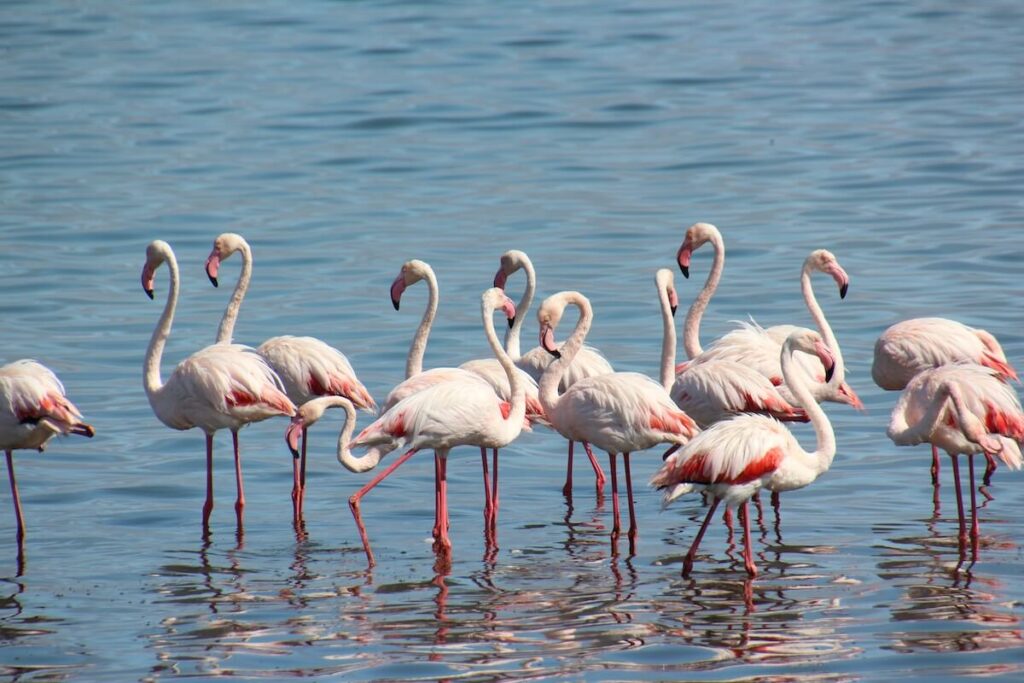 La lagune de Walvis Bay Flamants roses