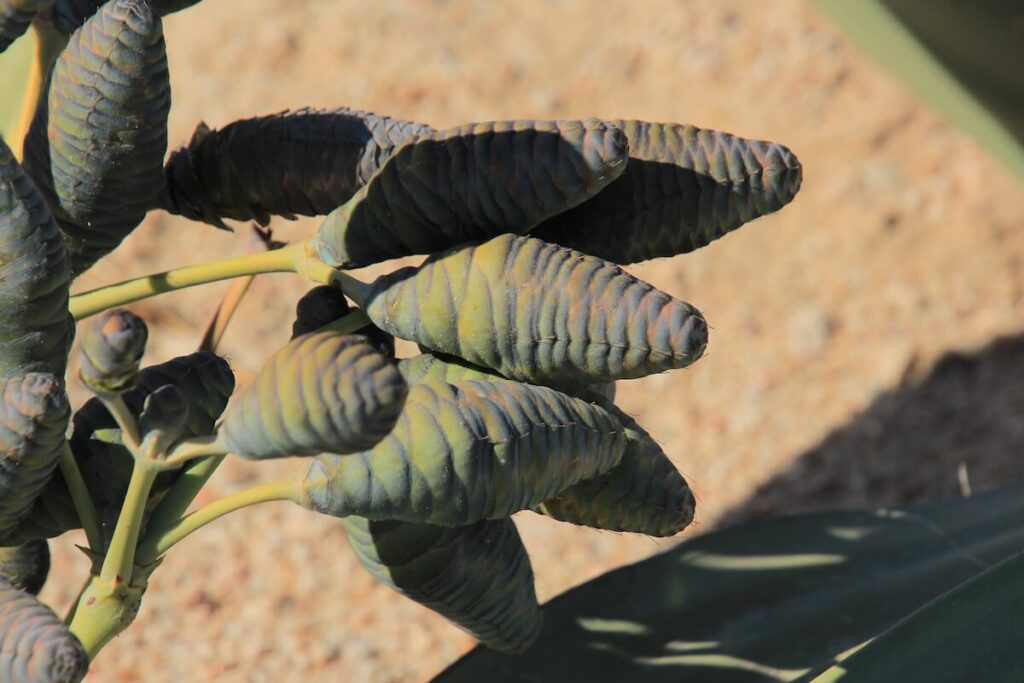 Plantes Namibie Weltwitschias Road