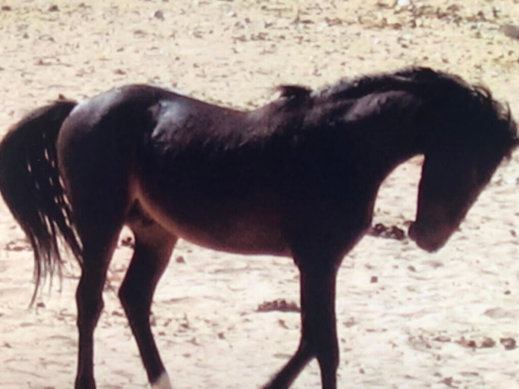 Voyager en Namibie - cheveux sauvages d’Aus