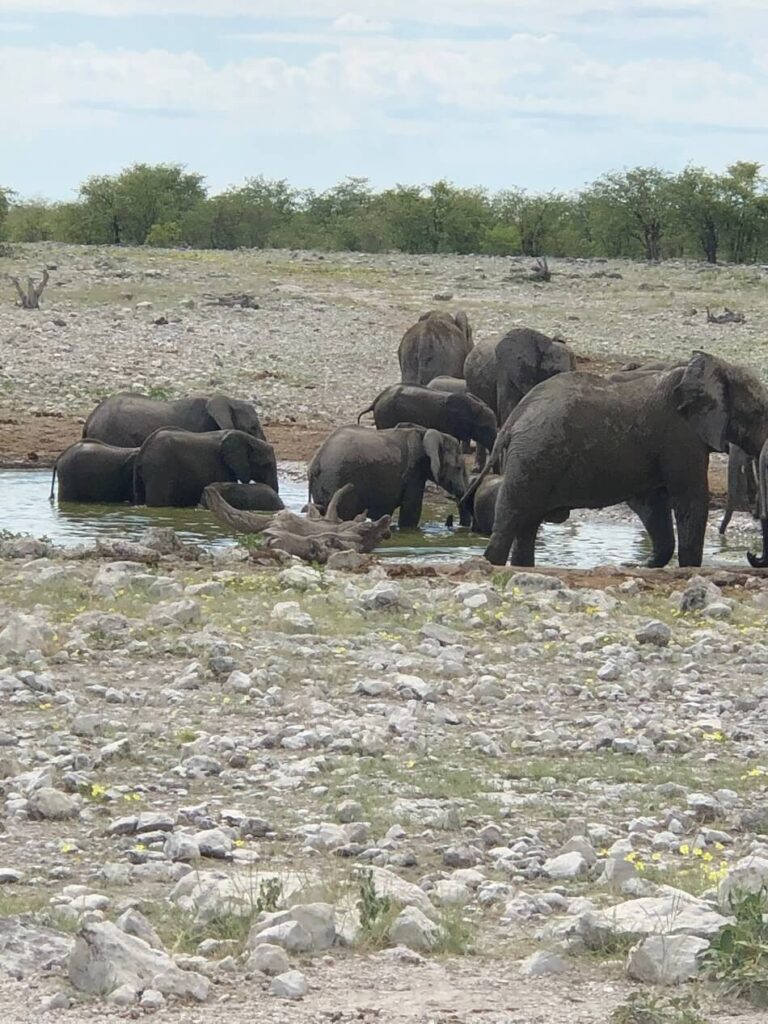 Éléphants safari