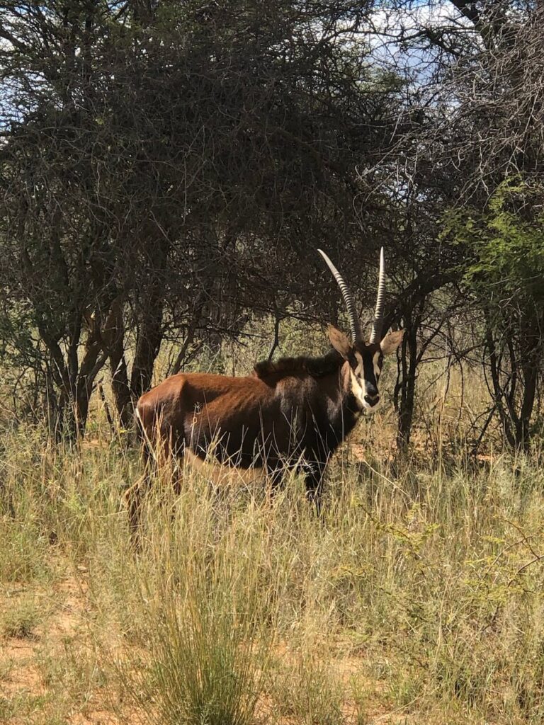 Mammifères safari