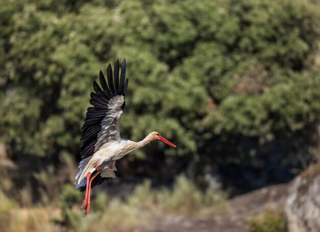 Oiseaux safari - 1