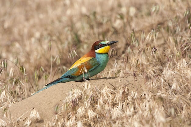 Oiseaux safari - 2