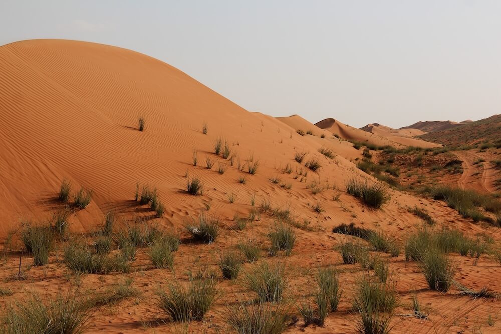 Desert Wahiba Oman - 3