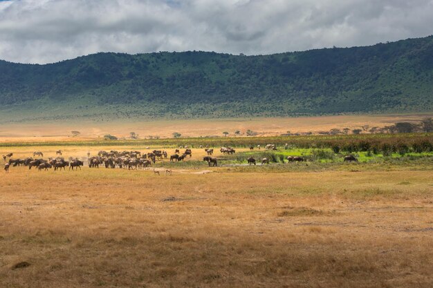 Ngorongoro site naturel safari Tanzarie