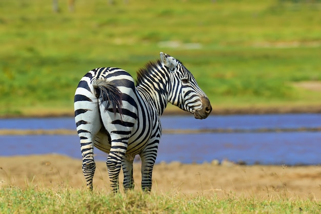 Reserve Mikumi safari Tanzanie