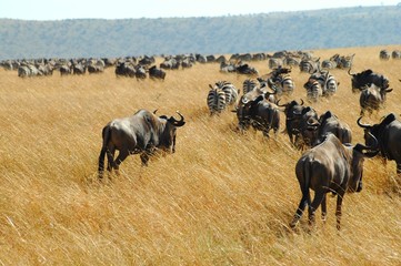 Serengeti safari Tanzanie